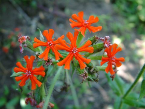 Lychnis Fulgens Extract 